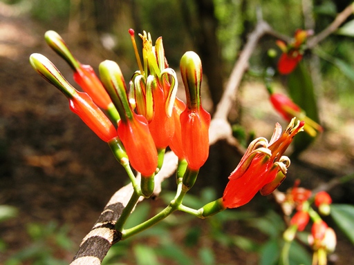 ประทัดแดง Macrosolen melintangensis (Korth.) Miq.<br/>LORANTHACEAE